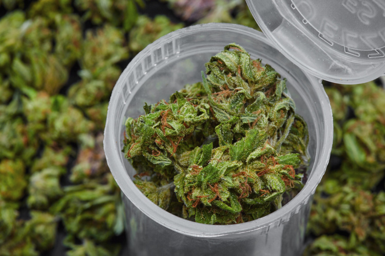best cannabis for anxiety bud