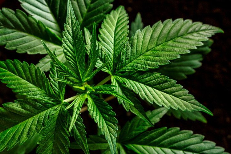 canabis plant 2