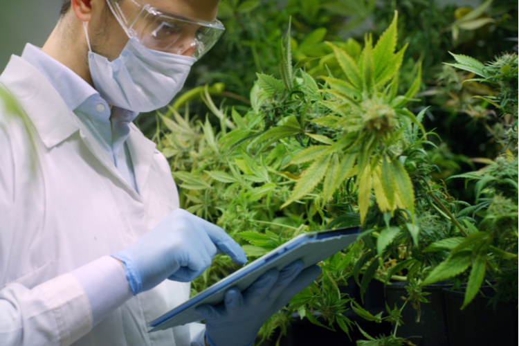 Cannabis and Crohns 3