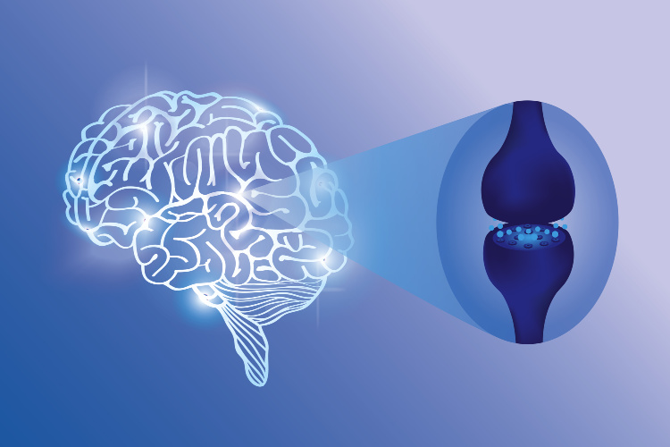 Cannabis and MS connectors in brain