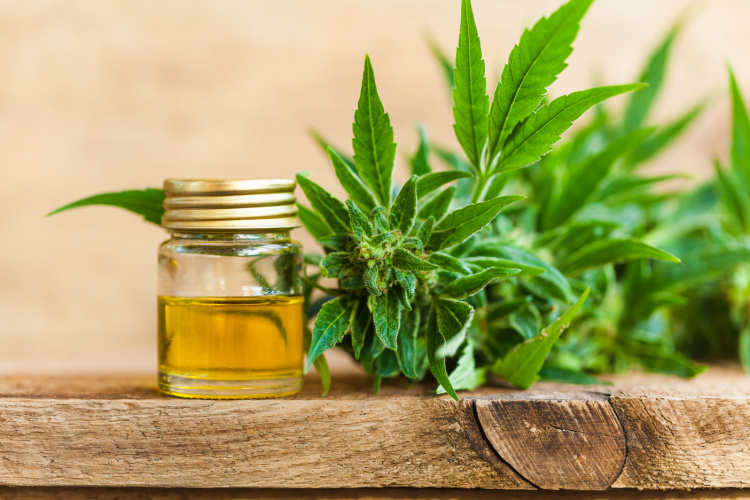 cannabis concentrates