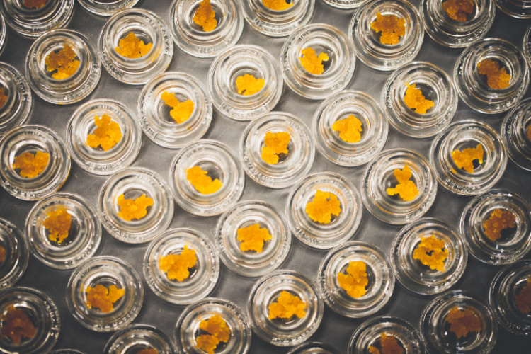 cannabis concentrates