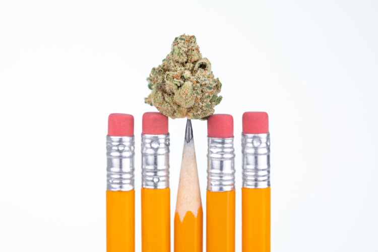 Cannabis Degree 2
