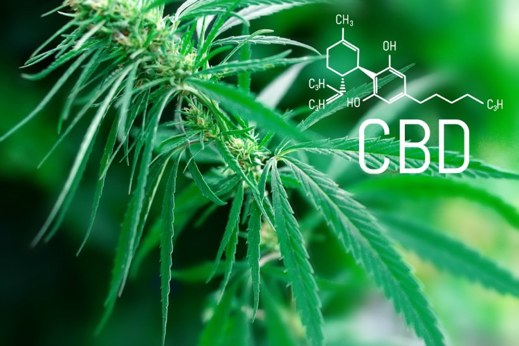cannabis for brain trauma cbd