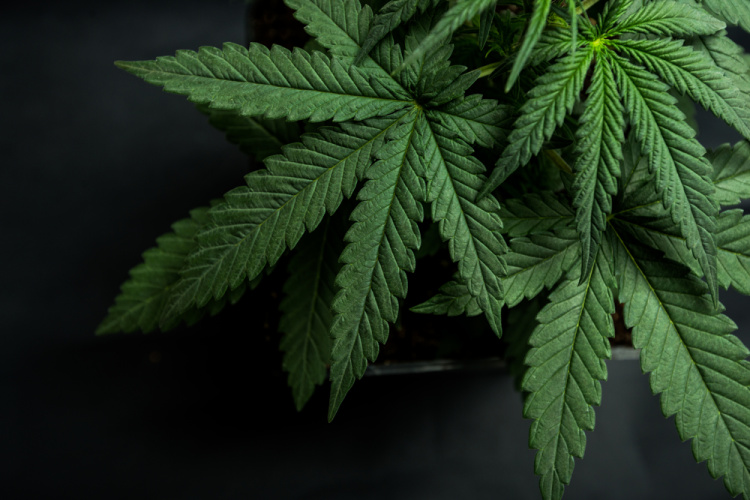 cannabis plant 1