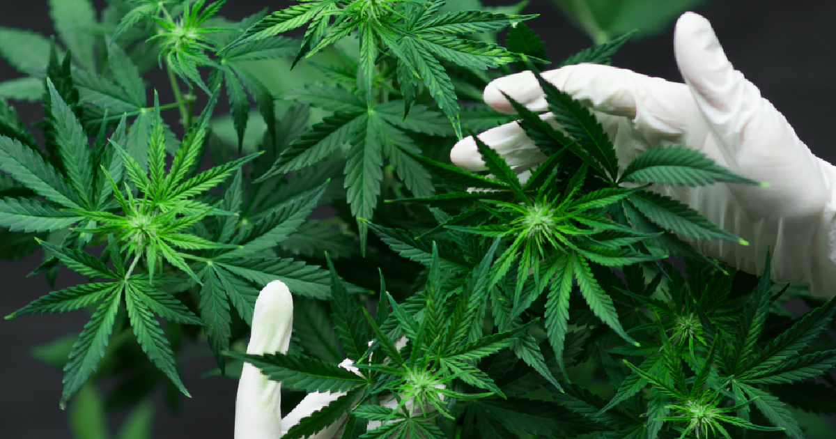 latex gloved hands cupping a dark green cannabis plant