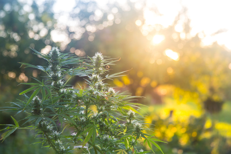 effects of a Sativa flowers