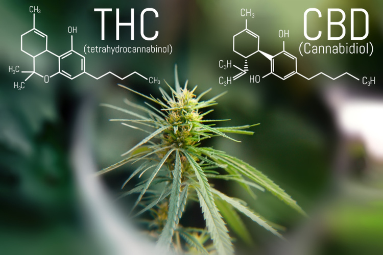 effects of a Sativa cannabinoids