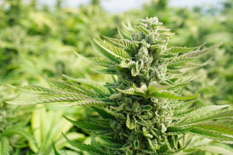 effects of indica bud