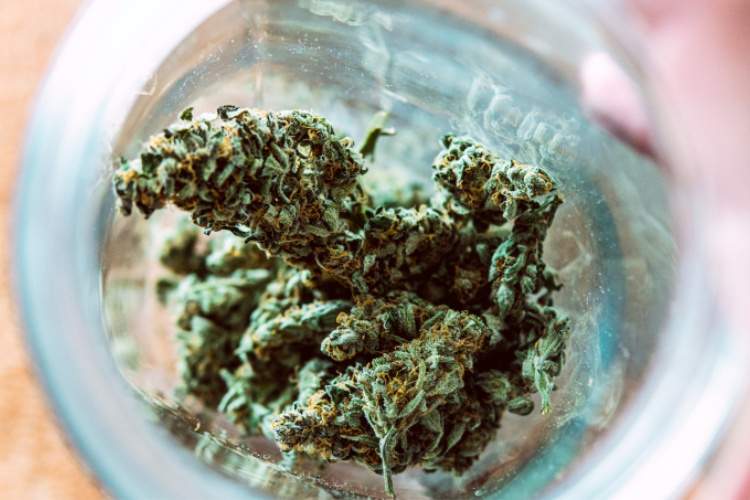 effects of indica bud closeup