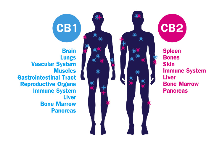 How Does CBD Make You Feel 1