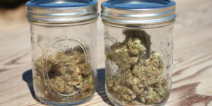 Jack Herer