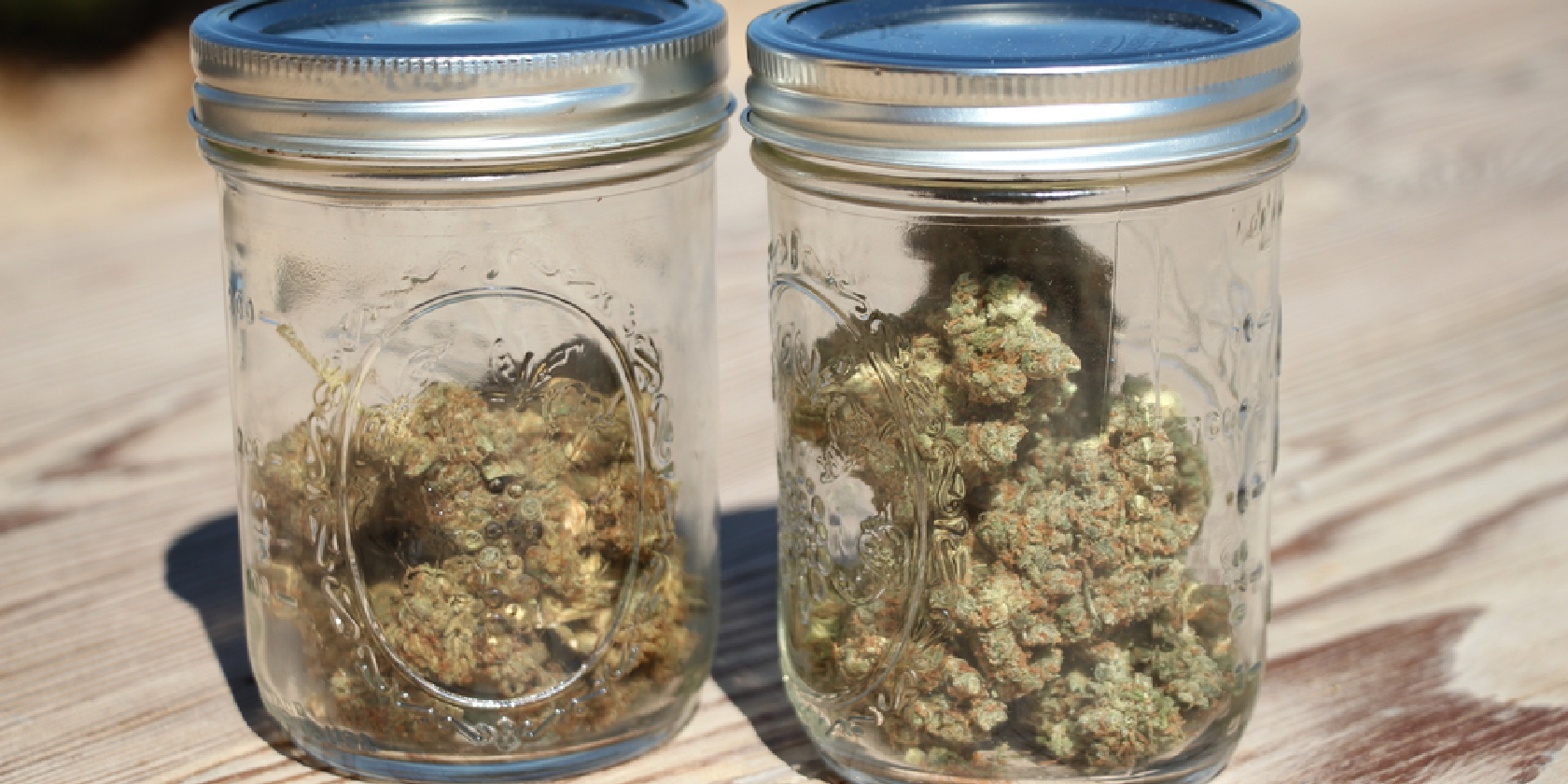 Jack Herer