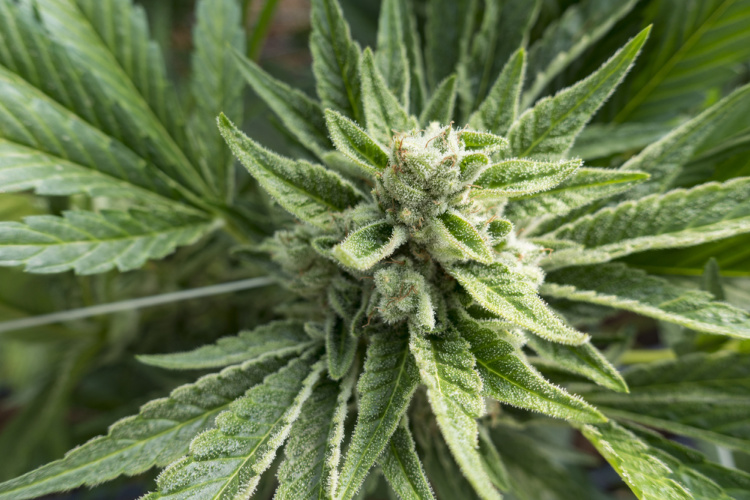 Limonene in cannabis