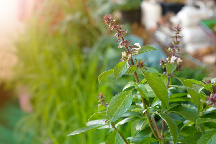 Linalool Plant