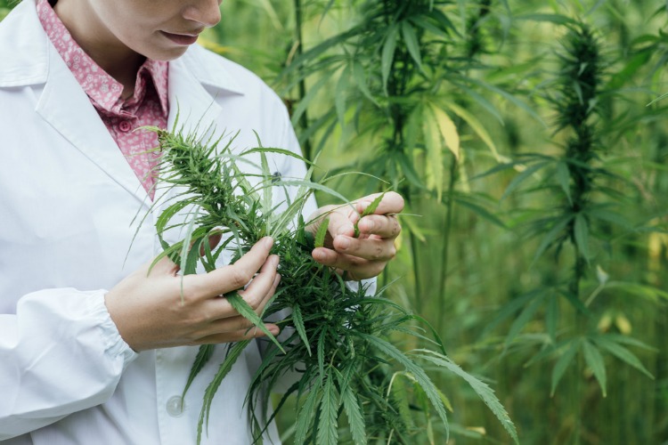 medical cannabis statistics researcher looking at plant
