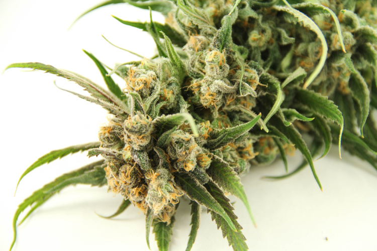Myrcene bud