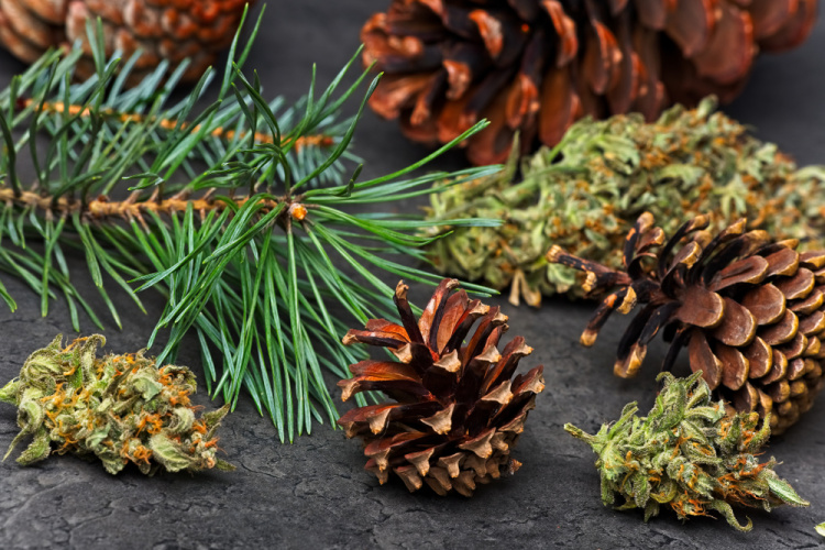 Pinene 1