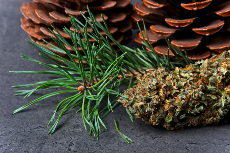 Pinene 2