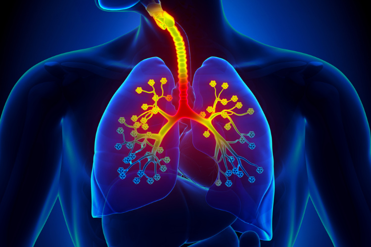 pinene lungs