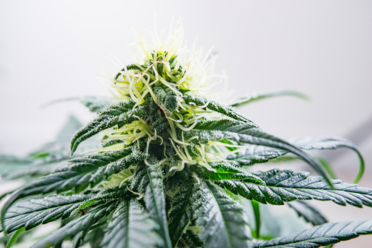 pinene from cannabis