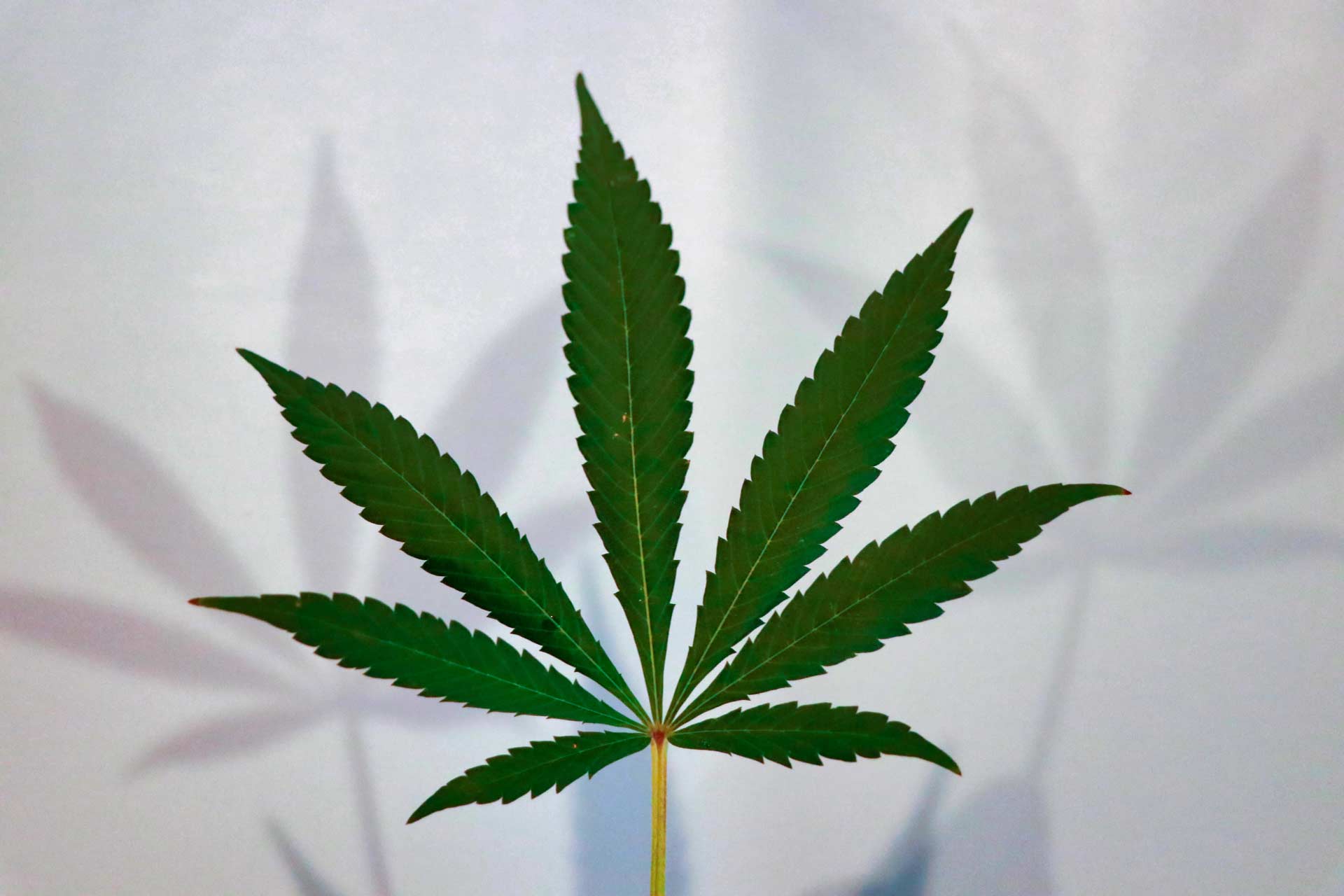 Cannabis leaf with shadow
