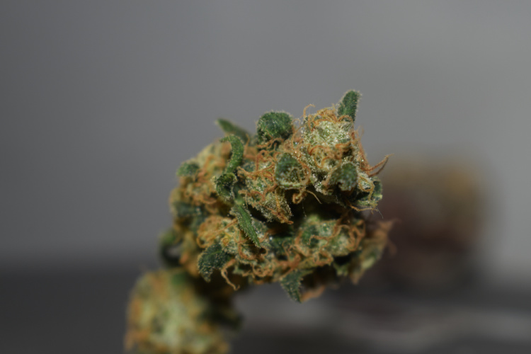 Sativa 1