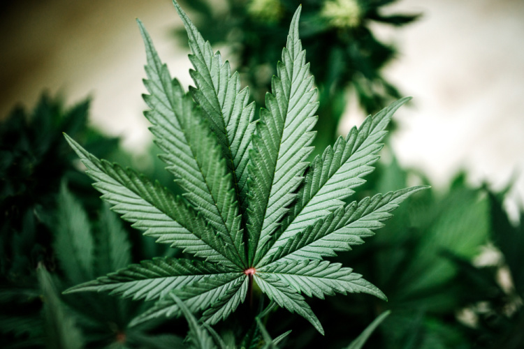 sativa 2