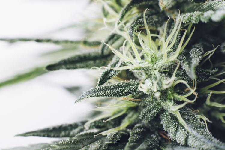 sativa 3