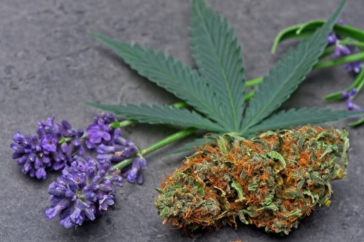 Terpenes for Pain 1