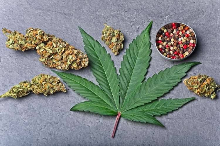 Terpenes for Pain 3