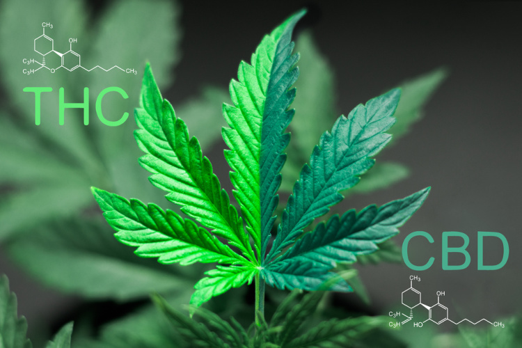 THC vs CBD molecules