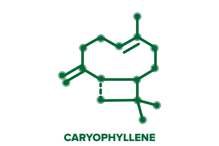 Terpenes for Anxiety 2