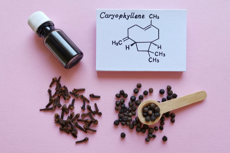terpenes for anxiety caryophyllene