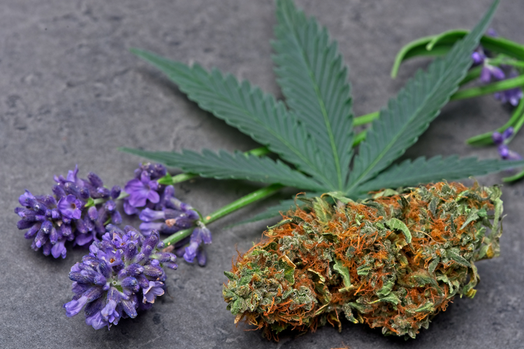 terpenes for anxiety linalool