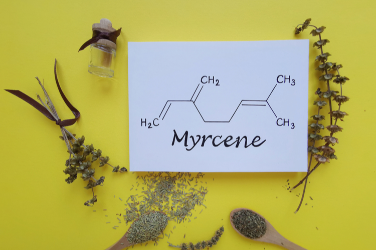 terpenes for anxiety myrcene